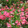 2 x  Andenstrauch  - Escallonia « Donard Seedling »  | Voir les images du produit 1