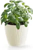 A potted basil plant in a cream-colored pot with a textured design. Náhľad obrázku produktu