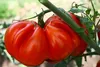 SAFLAX - BIO - Tomate - Ochsenherz - 10 Samen - Solanum Produktbild-Vorschau 4