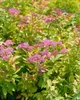 Japanische Spiere Goldflame 10-15 cm, im Topf - Spiraea Produktbild-Vorschau 6