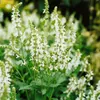 Salvia nemorosa 'Schneehügel', Steppensalbei, weiß, ca. 9x9 Produktbild-Vorschau 10