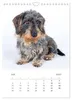 Dackel(augen)blicke (Wandkalender 2027 DIN A4 hoch), Produktbild-Vorschau 15