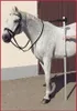 A white horse is being measured with a measuring stick. Produktbild-Vorschau