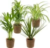 Bloomique - 4er-Mix - Luftreinigende Pflanzen - Dracaena - Produktbild-Vorschau 1