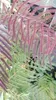 Albizia jul. 'Summer Chocolate'® - Seidenbaum Summer Produktbild-Vorschau 3