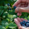 Herbst PK Dünger Kalium Phospor Säureliebende Pflanzen Produktbild-Vorschau 4