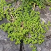 6 x Kahles Bruchkraut - Herniaria glabra  | Topf 9cm x 9cm Produktbild-Vorschau 1