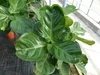 Ficus lyrata | Geigenfeige | Feigenbaum | 125 - 155 cm | Produktbild-Vorschau 6