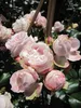 Rosa Giardina - Synonym L'Alhambra - Kletterrose - Produktbild-Vorschau 4