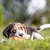 Relaxdays Giocattolo per cani a forma di salsiccia, per Anteprima dell’immagine prodotto 5