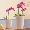 LECHUZA Pot à plantes Mini-DELTINI Premium Anthracite Voir les images du produit 4