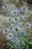 Eryngium planum, żwirek płaskolistny, stalowoniebieski, Podgląd zdjęcia produktu 1
