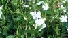 50 Stück, Topf 9cm, Bodendecker Vinca minor Alba Produktbild-Vorschau 1