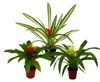 Mini Guzmania Trio - sada 3 barevných bromélií ve 3 barvách Náhled obrázku produktu 1