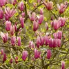3x Magnolien Mix – Biberbaum – Strauch – Pflegefreundlich – Produktbild-Vorschau 5