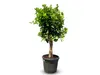 Sunny Tree - Orangenbaum - große 160 Zentimeter - Citrus Produktbild-Vorschau 1