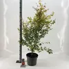 Acer pal. 'Katsura' - Acero giapponese | 100-120 cm in vaso Anteprima dell’immagine prodotto 2