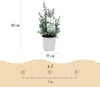 Eukalyptus Eucalyptus gunnii - 2 rostliny - mrazuvzdorný - Náhled obrázku produktu 3