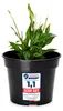 Pot de fleurs Garronda GD-0025 (1 pièce - noir, ⌀ 35 cm, H Voir les images du produit 1