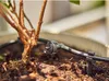 Gardena, tuyau de distribution 4,6 mm (3/16 pouce ) rouleau Voir les images du produit 5