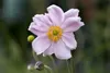 Anemone tomentosa 'Septemberglanz', Herbst-Anemone, rosa, Produktbild-Vorschau 2