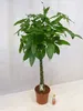 [Palmenlager] - XL Pachira aquatica 150 cm - Produktbild-Vorschau 2