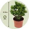 Grubosz - Crassula ovata 'Hobbit' - Wysokość 45-50cm - Podgląd zdjęcia produktu 5