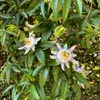 GreenboutiQ - Passionsblume - Passiflora caerulea - Blüte Produktbild-Vorschau 5