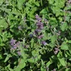 6 x kočičí máta  - Nepeta faassenii 'Walker's Low'  | Náhled obrázku produktu 2