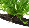 Aquarium Pflanze Microsorum pteropus 'Windeløv' auf Wurzel Produktbild-Vorschau 3