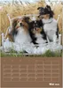 SHELTIES Herzensbrecher auf 4 Pfoten (Wandkalender 2026 DIN Produktbild-Vorschau 8