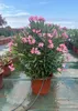 Sunny Tree - Roślina - Oleander - Nerium Oleander - Podgląd zdjęcia produktu 2
