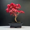 Bonsai - Bonsai baum Japanischer Fächerahorn - Acer (Ahorn) Produktbild-Vorschau 1
