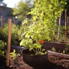 A plant in a pot in a garden setting. Produktbild-Vorschau