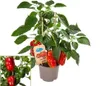 Papryka slodka z czerwonymi owocami - na balkon i do ogrodu Podgląd zdjęcia produktu 1