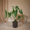 Alocasia Zebrina Ø19Cm - ↕75Cm Produktbild-Vorschau 6