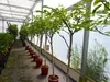 echter Walnussbaum Juglans regia 180 cm Obstbaum winterhart Produktbild-Vorschau 5