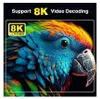 A close-up marketing image of a colorful parrot with text overlay advertising 8K video decoding. Produktbild-Vorschau