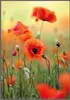 Wallario Wandbild Mohnblumenblüten, Größe: 70,30 x 100,30 Produktbild-Vorschau 1