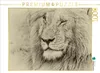 Calvendo Ein Motiv aus dem Kalender Safari - auf Produktbild-Vorschau 3