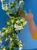 A climbing plant with white flowers and green leaves against a blue background with a cartoon-like hand. Náhled obrázku produktu