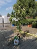 Hruška nashi Shinko 160-190 cm Pyrus pyrifolia Shinko Náhled obrázku produktu 2