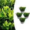 Euonymus 'Green Spire' | 24 pièces - 15cm - Ø7cm Voir les images du produit 1