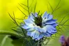SAFLAX - BIO - čierny kmín - Nigella sativa - 300 Semená Náhľad obrázku produktu 4