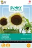 Tournesol White Moon F1 | Graines de tournesol de Buzzy Voir les images du produit 3
