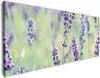 Wallario Premium Leinwandbild Lila Blumenfreude - Violette Produktbild-Vorschau 1