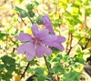 Lavatera hybr. 'Rosea' - Boemerangmalve, 25-30 cm - In pot Productafbeelding-voorbeeld 2