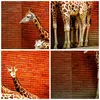 Bilder auf glas - Tiere Giraffen Zoo Familie - 100x70cm - Produktbild-Vorschau 8