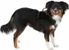 Harnais pour chien Pulsive, marron, 36-50 cm, 46-60cm Voir les images du produit 2