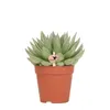 Kolibri Greens | Grünpflanze - Sukkulente Echeveria Miranda Produktbild-Vorschau 1